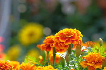 flower, nature, orange, garden, yellow, flowers, marigold, plant, green, summer, red, beauty, blossom, bloom, flora, petal, spring, macro, tagetes, floral, petals, field, color, bright, colorful, fuji