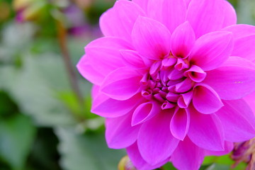 Fototapeta premium flower, pink, nature, garden, flowers, blossom, plant, spring, floral, purple, summer, bloom, green, dahlia, beauty, flora, petal, macro, color, petals, peony, rose, bouquet, closeup, chrysanthemum, f