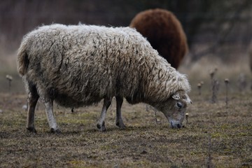 Obraz na płótnie Canvas Gotland sheep - scandinavian breed with cutly wool