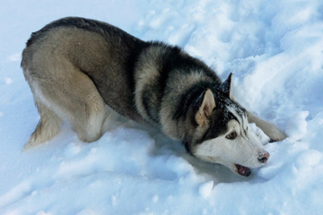 Husky purebred plays on snow lovers of winter and snow