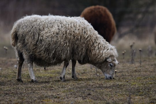Gotland sheep - scandinavian breed with cutly wool