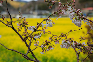 桜
