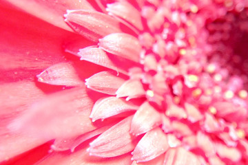 Red gerbera flower close-up