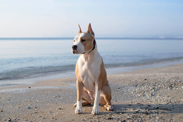 American Staffordshire Terrier