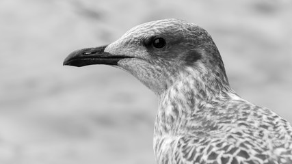 Profile of Juvenile Seagull BW, Headshot of young Seabird in black and white tone shallow depth of field nature photography