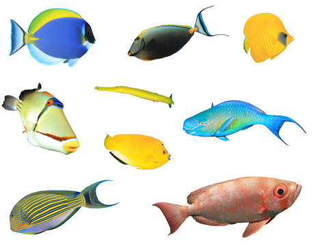 Tropical reef fish collection isolated on white background