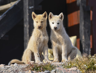 two young greenland dogs in front of a house © Christian