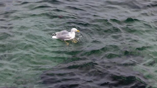Seagull in the Water