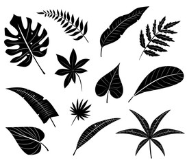 Silhouettes of tropical leaves.