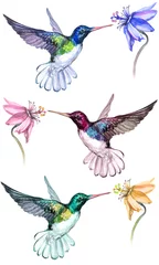 Fotobehang Kolibrie Mooie kleurrijke kolibries drinken bloemennectar. Geïsoleerd op een witte achtergrond. Verzameling van exotische tropische vogels met levendige bevedering. Aquarel schilderij. Hand geschilderd.