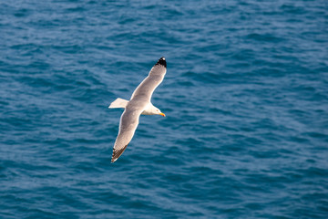 gabbiano in volo