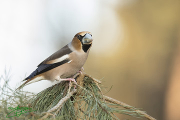 Hawfinch, Coccothraustes coccothraustes