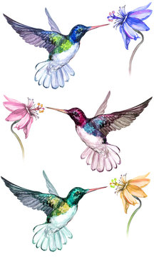 Beautiful colorful hummingbirds drink flower nectar. Isolated on white background. Collection of exotic tropical birds with vivid feathering. Watecolor painting. Hand painted.