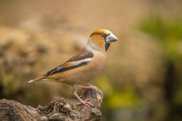 Hawfinch, Coccothraustes coccothraustes