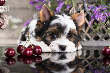 Puppy of a Biewer Yorkshire Terrier and cherries red