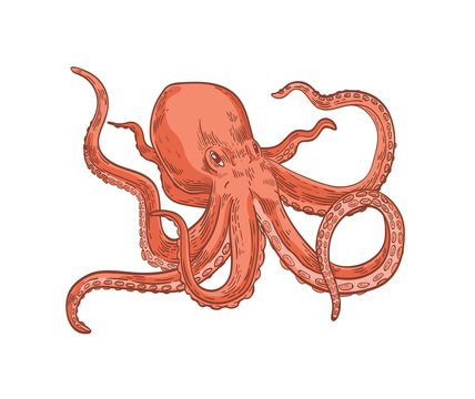 Pink octopus or Kraken isolated on white background