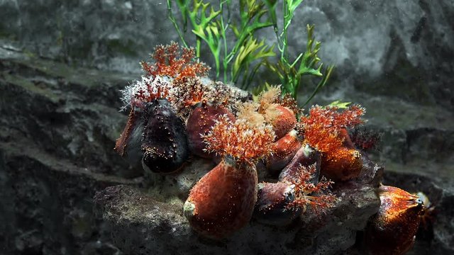 Anemons on the rock reef underwater,underwater sea plants and organisms, colorful water world, corall reef, water species diversity