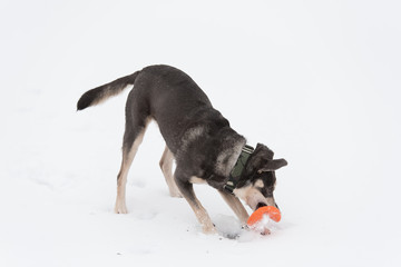 Mongrel dog playing in the