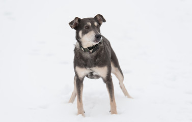 Mongrel dog playing in the