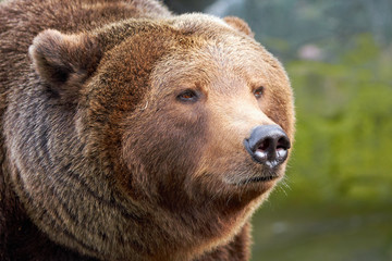 Fototapeta na wymiar Brown bear (Ursus arctos)