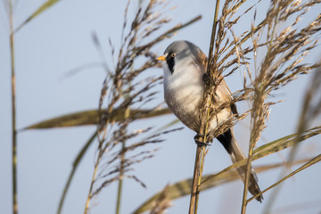 Bearded Tit, Panurus biarmicus
