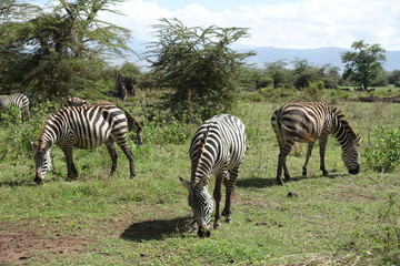 Fototapeta na wymiar Zebras im Ngorongoro-Krater, Tansania