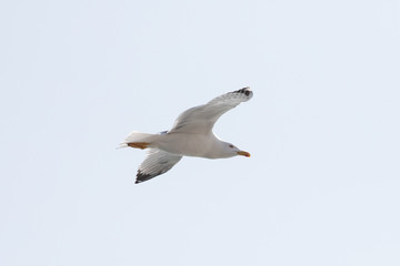 gabbiano in volo
