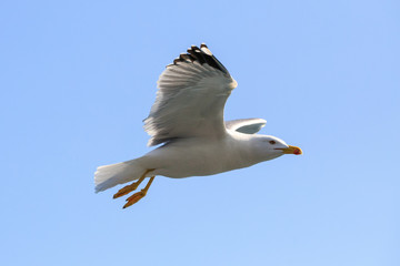 gabbiano in volo