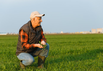 Naklejka na ściany i meble Senior farmer in young wheat field examining crop in his hands at sunset.