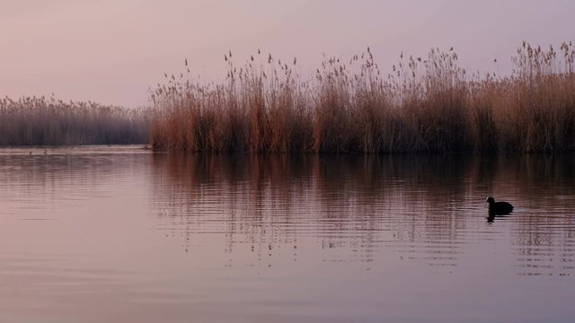 Beautiful landscape with a lake during sunrise. Birds on the pond, spring morning.

