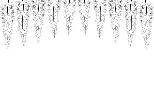 black and white wisteria flowers hanging down clip art preview