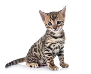 bengal kitten in studio