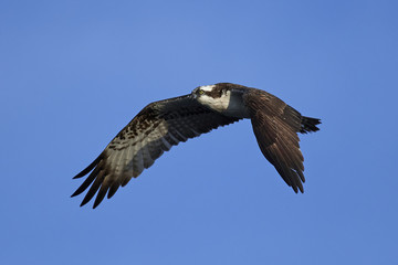 Osprey (Pandion haliaetus)