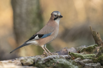 Jay, Garrulus glandarius