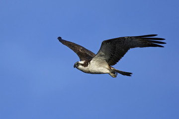 Fototapeta premium Osprey (Pandion haliaetus)