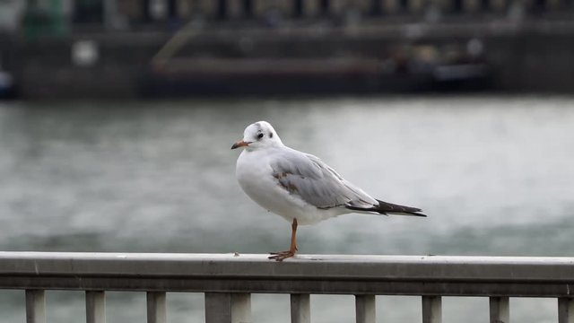 Close up shot of a lone seagull standing on iron railing against river water surface.