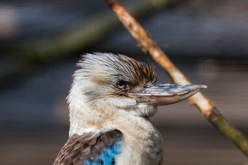 Kookaburra en gros plan de profil © Jerome
