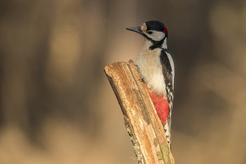 Great Spotted Woodpecker