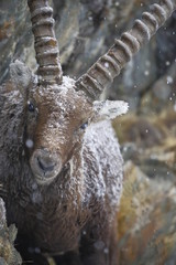 stambecco alpino (Capra ibex)