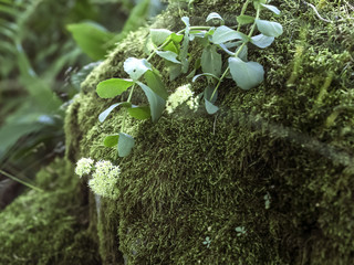 orpine flowers on a mossy rock