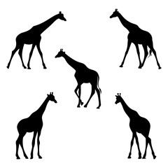 Silhouette of giraffes.