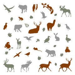 Animals living in european forest.