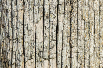  Natural wood texture. Surface of wood texture. Vintage wood texture.
