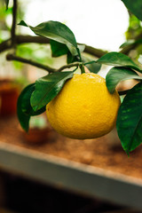 lemons on tree in garden