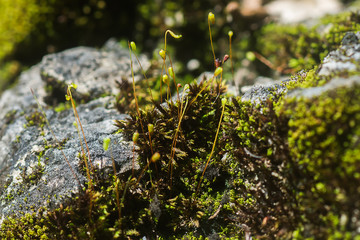 Close up of Green moss on rock
