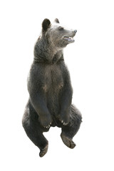 Big brown bear isolated on white background
