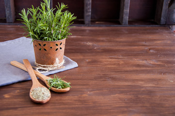 Fresh and dry rosemary on a wooden background