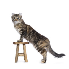 Black tortie tabby American Curl cat / kitten standing with front paws on wooden stool looking straight in lens isolated on white background