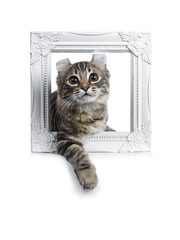 Black tortie tabby American Curl cat / kitten laying in white photo frame looking straight in lens isolated on white background