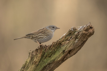 Dunnock, Prunella modularis